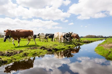 Küchenrückwand glas motiv cows in the field © Nora