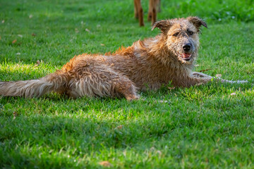 Homeless stray animal dog in the summer in the heat wet contented happy walks plays in the park on the grass on the lawn