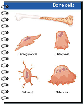 Human bone cells anatomy