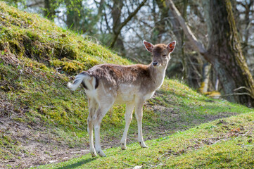 Deer - Dama Dama - Hert