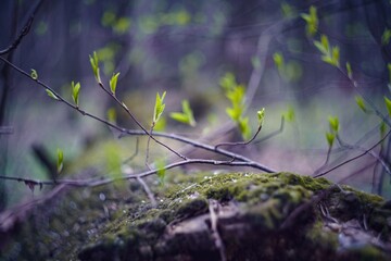grass in the forest