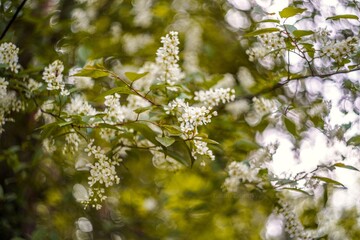 blossoming tree