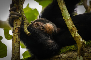 Common Chimpanzee ( Pan troglodytes schweinfurtii) relaxing in a tree, Kyambura Gorge, Queen Elizabeth National Park, Uganda.	