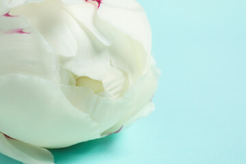 Beautiful white peony on light blue background, closeup