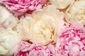 Beautiful white and pink peonies as background, closeup