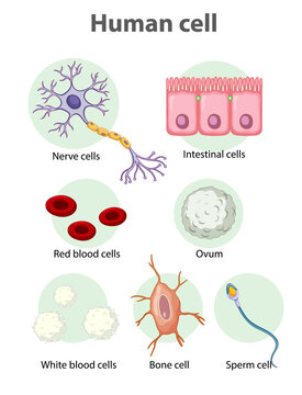 Information poster on human cells