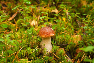 Cute little boletus mushroom grows in a green forest.