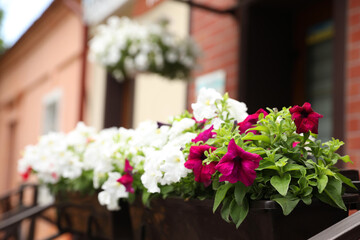 Beautiful petunia flowers in plant pot outdoors. Space for text