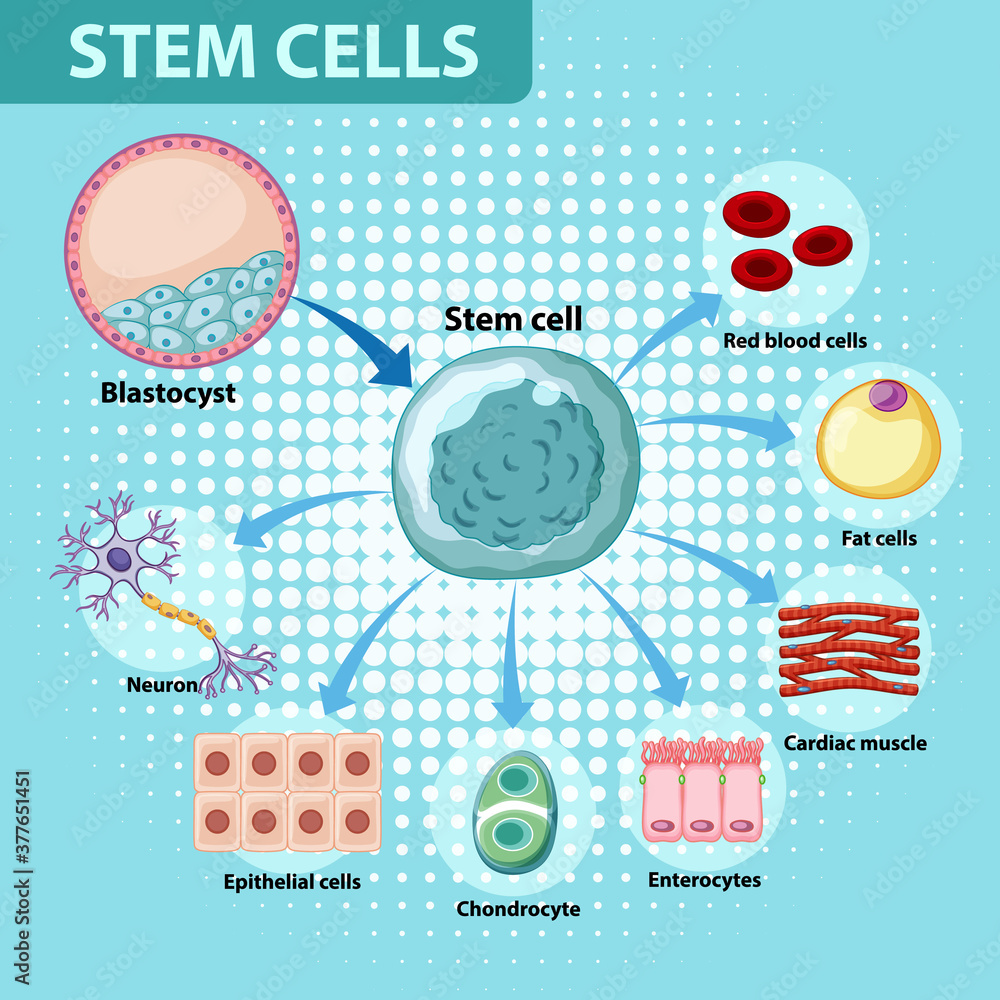 Wall mural information poster on human stem cells