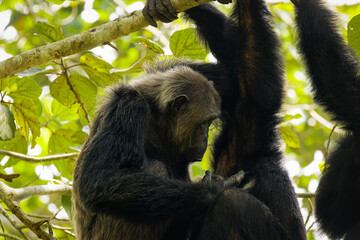 Common Chimpanzee ( Pan troglodytes schweinfurtii) relaxing in a tree, Kyambura Gorge, Queen Elizabeth National Park, Uganda.	
