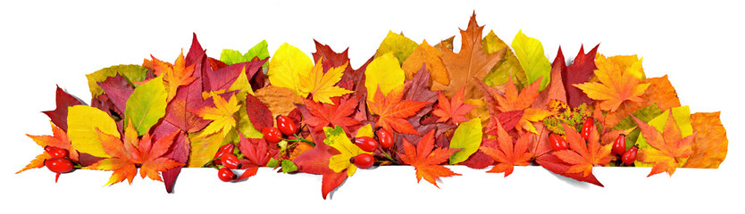 Naklejka na ściany i meble Various Autumn Leaves - Panorama Background