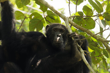Common Chimpanzee ( Pan troglodytes schweinfurtii) relaxing in a tree, Kyambura Gorge, Queen Elizabeth National Park, Uganda.