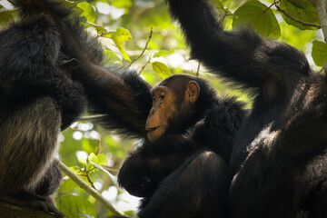Common Chimpanzee ( Pan troglodytes schweinfurtii) relaxing in a tree, Kyambura Gorge, Queen Elizabeth National Park, Uganda.