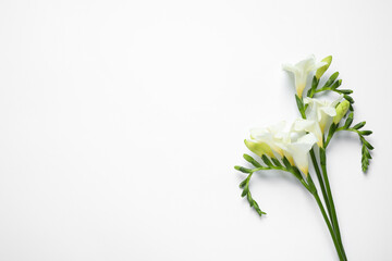 Beautiful freesia flowers on white background, top view