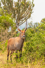 Portrait of a male defassa waterbuck ( Kobus ellipsiprymnus defassa) , Queen Elizabeth National Park, Uganda.	