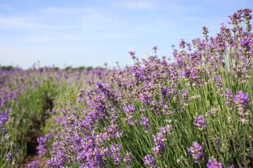 Fototapeta premium Beautiful blooming lavender field on summer day