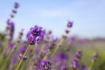 Obraz premium Beautiful blooming lavender field on summer day, closeup