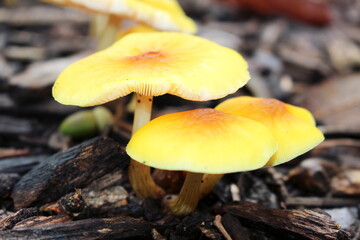 黄色い毒キノコ