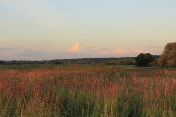 Sunset over the summer fields