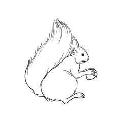 Hand drawn squirrel. Vector illustration.