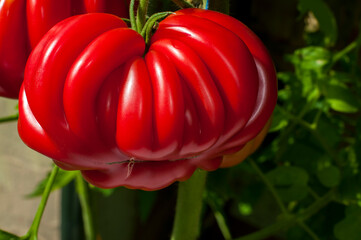 delicious and red tomatoes natural