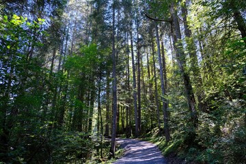 Sentier de la forêt des Dérêches à Morzine en Haute-Savoie