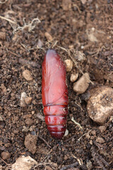 Red Butterfly cocoon on the ground. Greater Death's Dead Hawk-moth cocoon.Acherontia atropos 