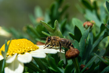 Bee