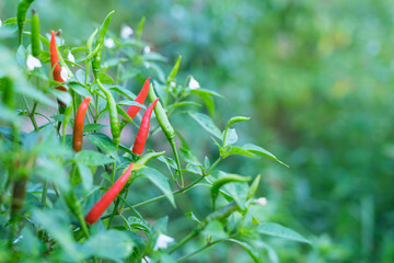 Red and green chili peppers on tree in the garden. Thai chili tree agriculture in organic farm in Thailand.