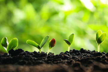 Young vegetable seedlings growing in soil outdoors, space for text