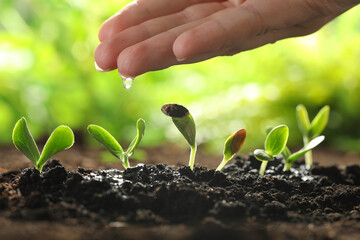 Woman watering young vegetable seedlings outdoors, closeup