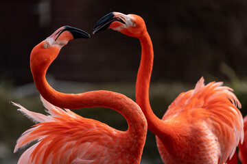 flamingo heart