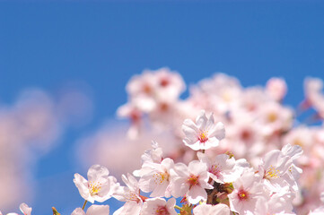 Fototapeta premium 桜