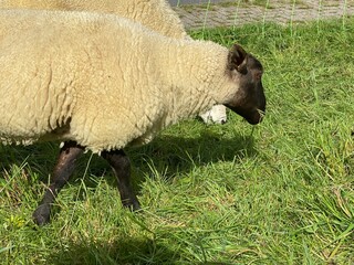 sheep in the grass