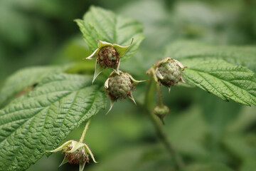 Unripe green raspberries fruit on branch on summer. Rubus idaeus