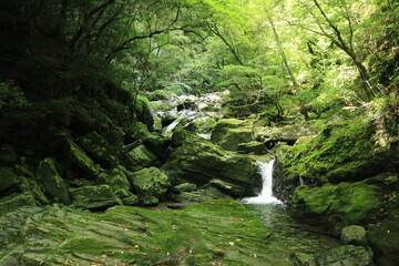 Obraz premium 緑の風景