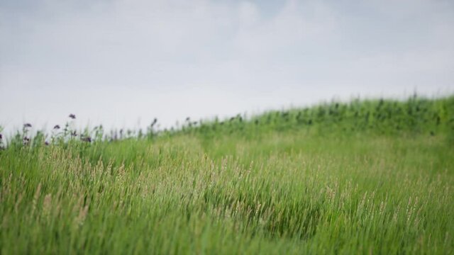 Field of green fresh grass under blue sky