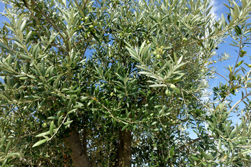 olivier et ses fruits