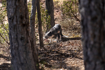 close-up of young fox eating chicken.