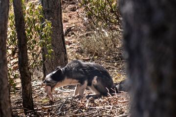 close-up of young fox eating chicken.