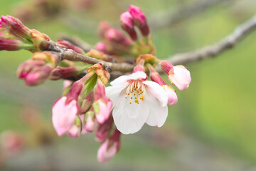 桜