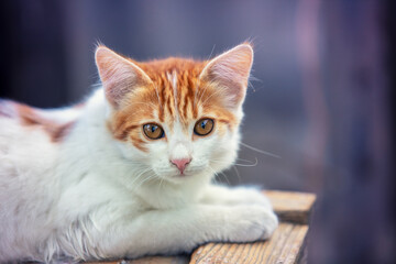 Fototapeta na wymiar Portrait of a little red white kitten outdoors. Funny cat lying in the yard