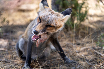 close-up of young fox eating chicken.