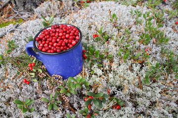 A mug of ripe cranberries on the background of a beautiful landscape.