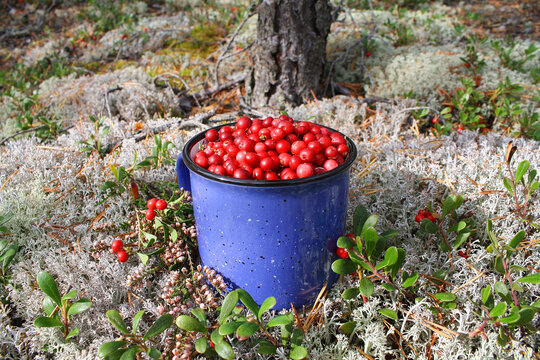 Collect ripe red cranberries in a beautiful forest.