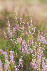 background of pink wild heather flowers