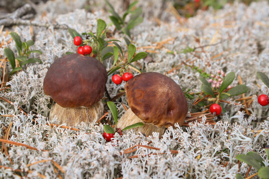 Two small boletus mushrooms hid in the forest floor.