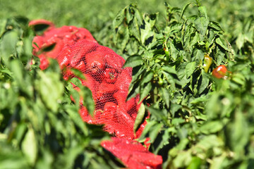 Red pepper plant.A lot of peppers packed in sacks,ready for transportation.