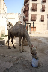 camel in the city of historic city in jeddah 