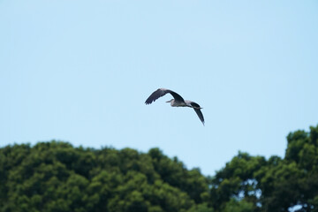 Fototapeta na wymiar gray heron in flight